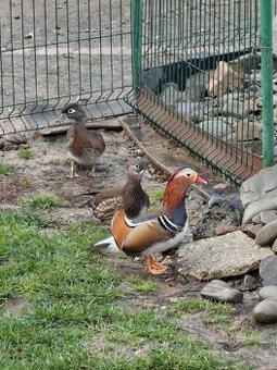 Daruji okrasné kačeny