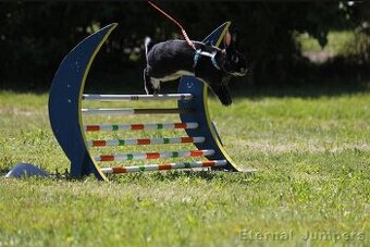 sportovní králík s pp - Hook