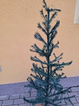 Prodám vánoční stromecek