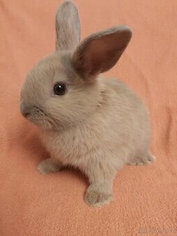 Zakrsly králík Bledulka