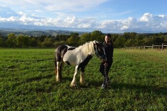 Prodej Irského Coba