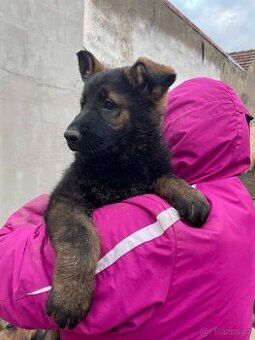 prodám štěňata Německého ovčáka s PP