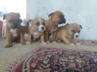 Americký stafordšírsky terier