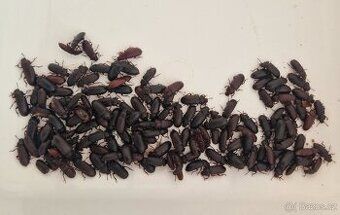 Potemník moučný (T. molitor)