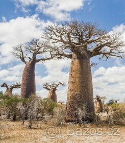 Baobab - rastliny a semená. - 1