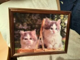 3D obraz kočičky