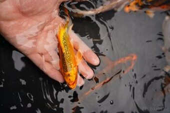 Koi kapr