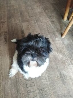 Shih-tzu - krytí
