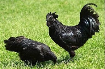 Ayam Cemani chovný kmen 5 + 1