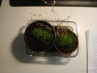 Utricularia parthenopipes - bublinatka