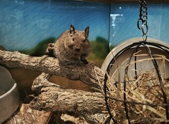 Daruji osmáka degu