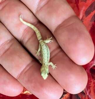 Gekon panenský- lepidodactylus lugubris