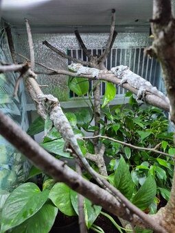 TRIA : 1.2 Gastropholis prasina, 1.2 Anolis barbatus