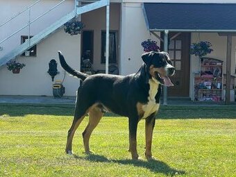 Velký švýcarský salašnický pes - s PP