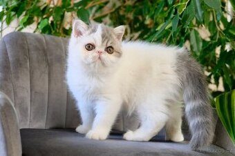 Exoticka perska kotatka