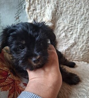 Joršír,jorkšírsky teriér,yorkšhir