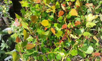 Japonský J-105, Italský af2 topol sazenice