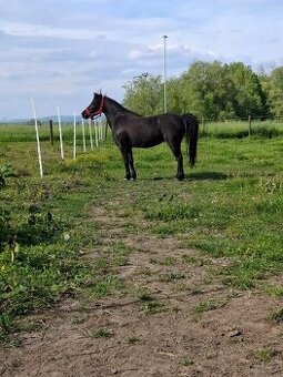 Prodám pony klisnu
