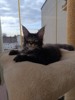 Mainská mývalí - koťata s PP