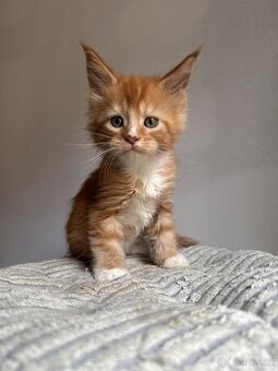 Mainská mývalí s PP