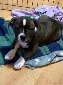 Stafordširský bulteriér- štěně pes s PP