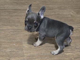 Francouzský buldoček