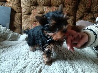 Štěňata Jorkšírský teriér