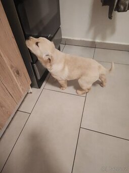 Labradorský retrívr