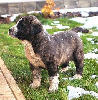 středoasijský pastevecký pes