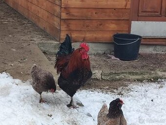 Maranska měděnokrká - kohout