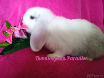 MODROOKÝ KLUČÍK S HAVANA ZNAKY HLEDÁ NOVÝ DOMOV ❤️❤️❤️