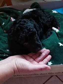 Pudl , Pudlík trpasličí, toy