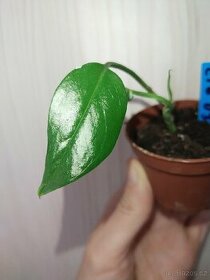 Epipremnum pinnatum Green