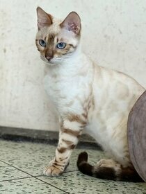 Bengálská kočka s PP - 1