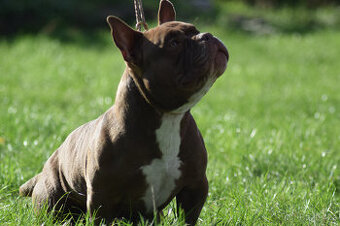 American bully micro exotic - krytí