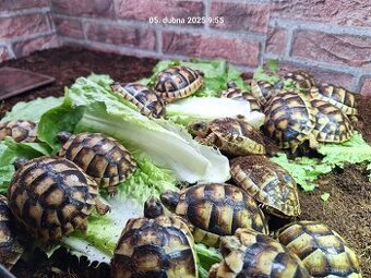 Suchozemská želva VROUBENÁ, Testudo Marginata