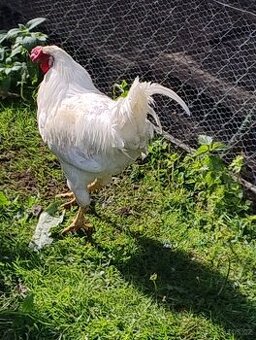 Kohout Leghorn