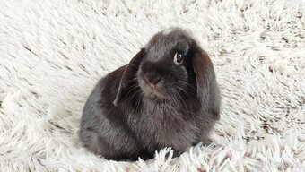 Zakrslý beránek, králíček, králík - ELLA