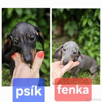 Jezevčík hladkosrstý trpaslíči - krásne šteňátka