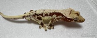 Pagekon řasnatý- Correlophus ciliatus