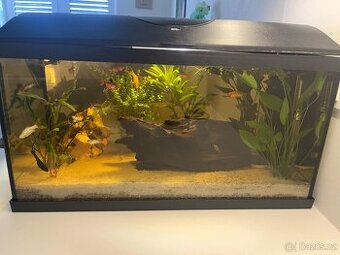 Akvarium + rybyčky