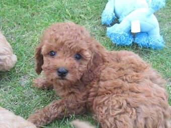 Maltipoo štěňátka