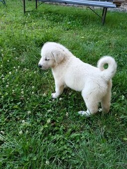 Labrador