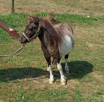 Mini pony