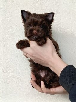 Jorkširský teriér s PP - Yorkshire terrier