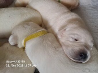 Labradorský retrívr