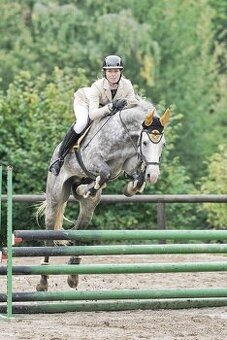 Milionový valach ČT do parkuru