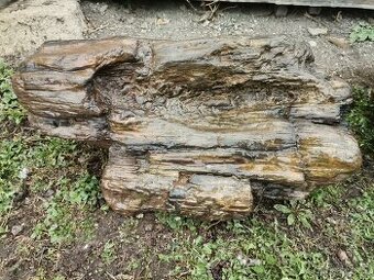 Zkamenělé dřevo