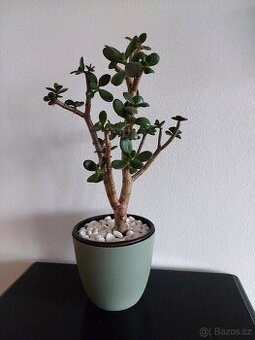 Tlustice vejčitá - Crassula  ovata