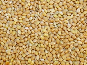 Proso žluté, červené, mix 5 barev, lesknice.